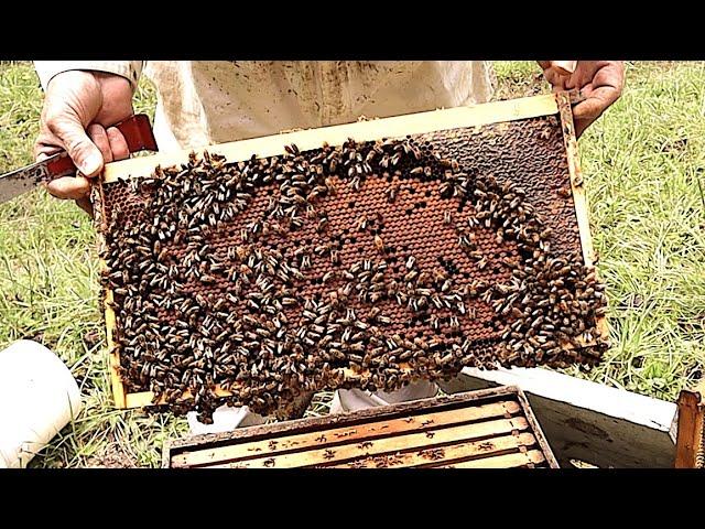 How We Prepare Bees For Winter Part 1