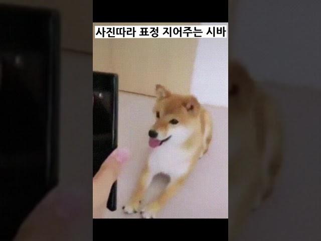 사진따라 표정 지어주는 시바 #시바 #표정 #강아지