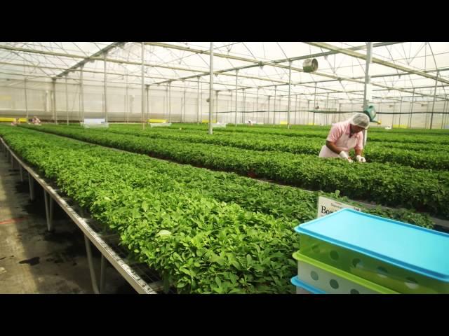 How a Proven Winners Plant Makes The Trip to the Garden Center Shelf