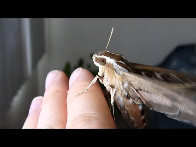 Hummingbird Moth