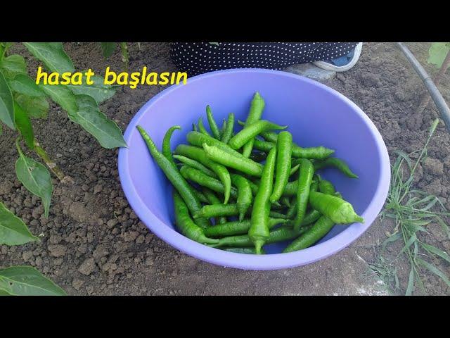 Hasat Zamanı | Bahçe Turu | Köy Hayatı