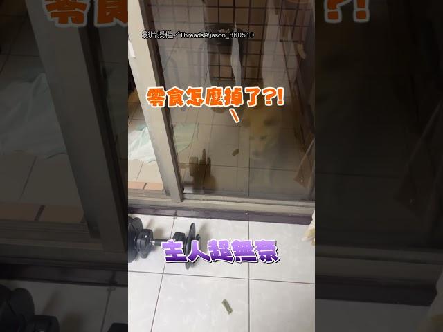 【霸道總柴】門沒鎖 柴卻以為被困  急跳腳嚶嚶叫：開門！｜柴犬｜搞笑｜無奈