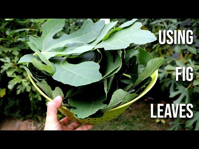 Harvesting FIG LEAVES for Tea, Ice Cream, Syrup & Pesto