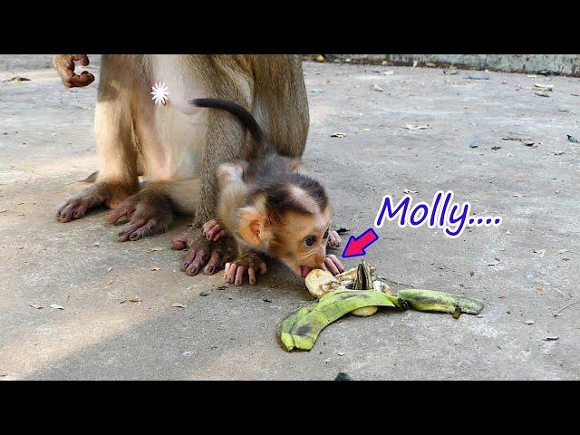 Amazing.....Baby monkey Molly changes flavor from milk to fruit, but he seems to be more i