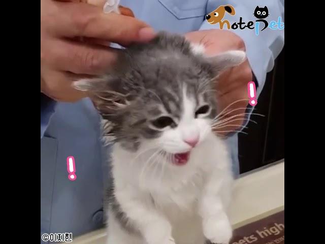 수의사 선생님 품에서 오열하는 고양이.."주사 2대나 맞아 서럽다냥!"