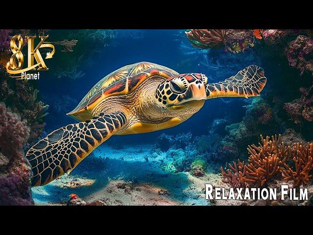 Aquarium 8K VIDEO (ULTRA HD) - Sea Animals With Relaxing Music - Rare & Colorful Sea Life Video