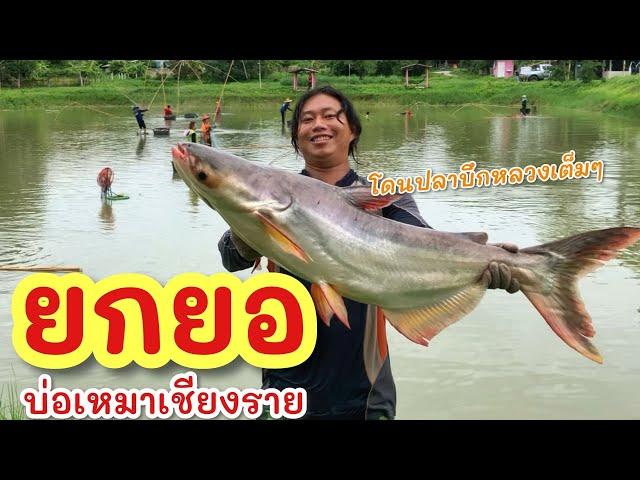 ยกยอ บ่อเหมาฟิชชิ่งเก่า ►Fishing lifestyle Ep.768