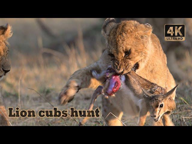 Lion cubs hunt Thomson Gazelle | Masai Mara Kenya