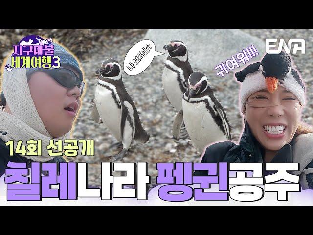 [14회 선공개] 여기도 펭귄 저기도 펭귄 펭귄 섬으로 놀러 간 가비와 곽튜브! #지구마불세계여행3