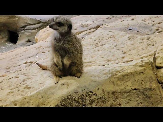 Meet the Meerkats #nature @SITHEEQUE #meerkat #meerkats #mangoose #africa #trending