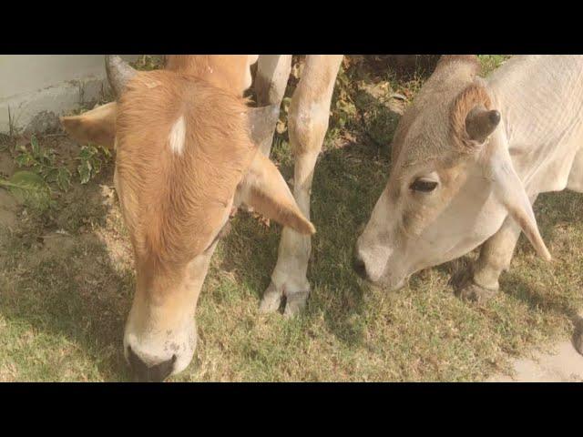 Beautiful Cow | Cute Cow | Lovely Cow  | Razi Ali Vlogs