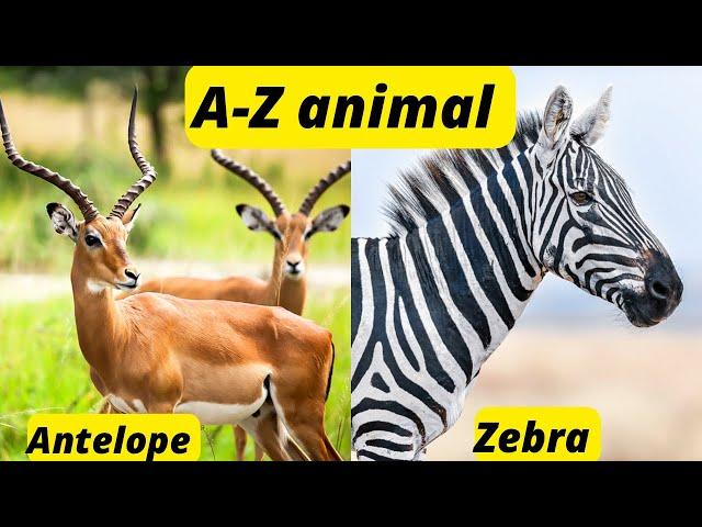 A-Z animals name | animal names starting from A-Z | for kids & toddlers|@toddlers