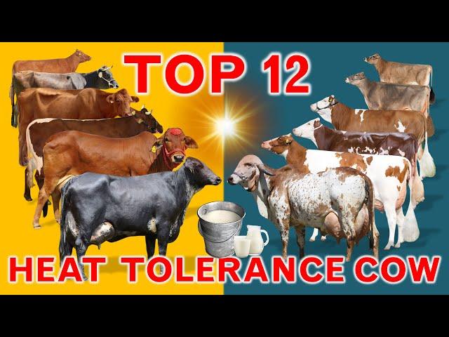 Top 12 Heat Tolerance Dairy Cow Breeds in the World |  Hot Climate