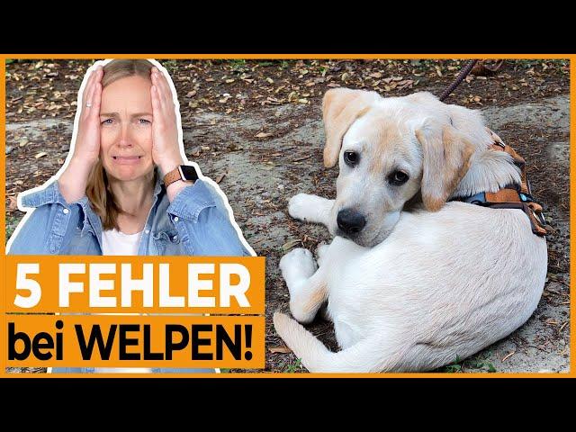 Welpen erziehen I 5 häufige Fehler, die HundebesitzerInnen bei der Welpenerziehung machen