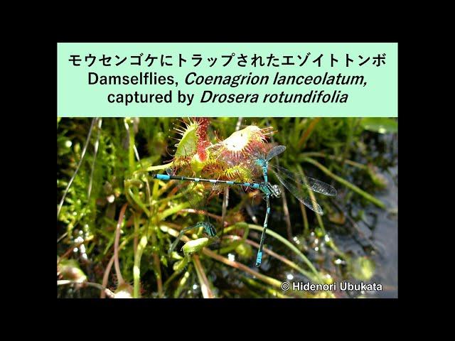 Damselflies, Coenagrion lanceolatum, captured by Drosera rotundifolia: モウセンゴケにトラップされたエゾイトトンボ
