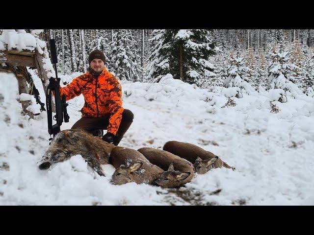 Drückjagd auf Sauen und Reh im Schnee - Jagdkrone