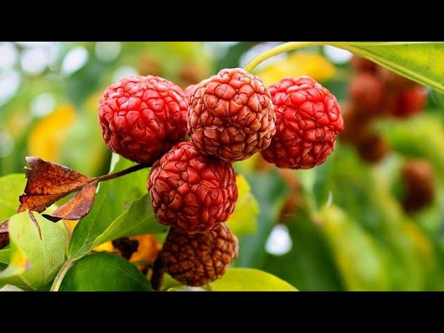 Top 10 Cold Hardy Fruit Trees Every Gardener Should Grow!