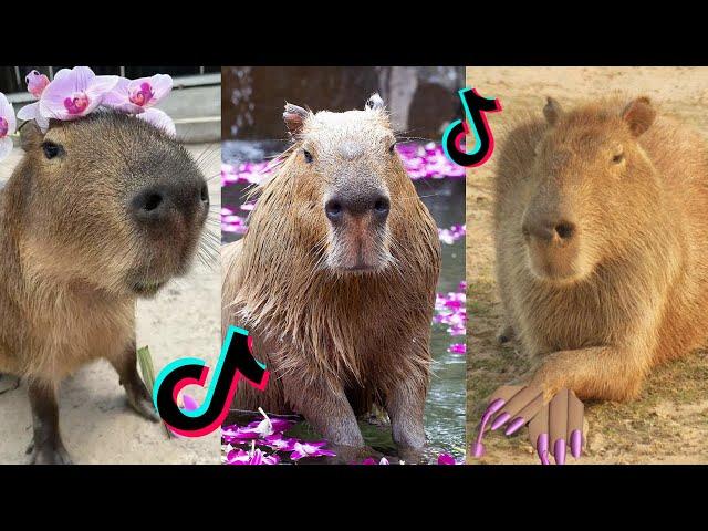 Capybara Tok | Viral CapybaraTikTok  Compilation