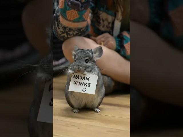 They have something to say to Hasan  @HasanAbi #shorts #chinchilla #notapet #collab #alveus #maya