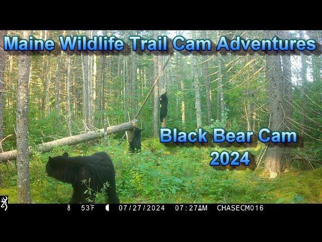 Wildlife Trail Cam Videos | Bear Cam 2024| Bear, Moose, Deer and More!