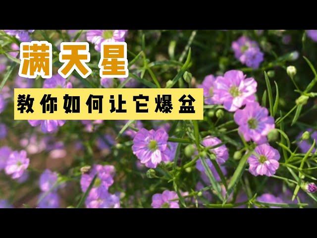 一年四季开花，爆盆的满天星，how to grow gypsophila repens baby's breath，值得拥有一盆！#BenWithLana小豆包妈妈