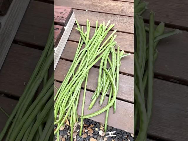 Harvesting bora beans #fyp #shorts #gardening #vegetablegardening #beans