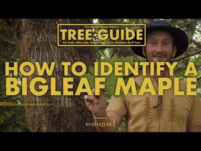 Bigleaf Maple - How to Identify Them!  || Nerdy About Nature Tree Guide