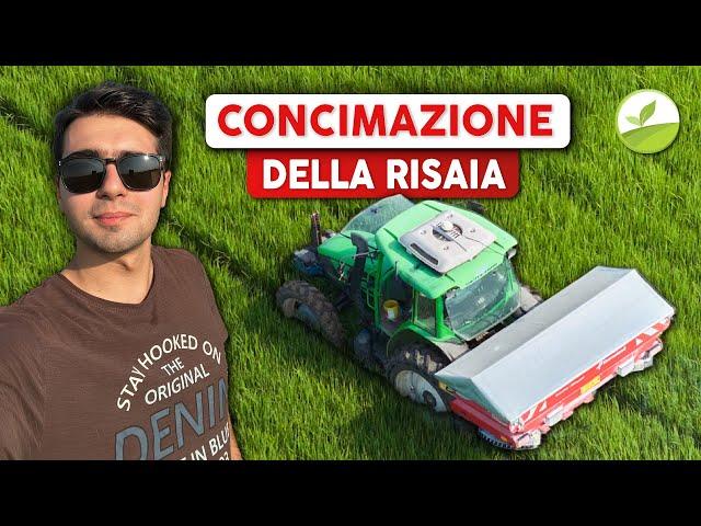 LA MIA STRATEGIA DI CONCIMAZIONE DEL RISO! | Tutte le Concimazioni 2024