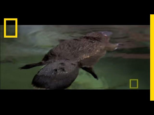 Platypus Parts | National Geographic