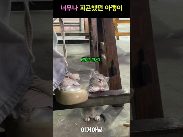 너무나 피곤했던 아깽이