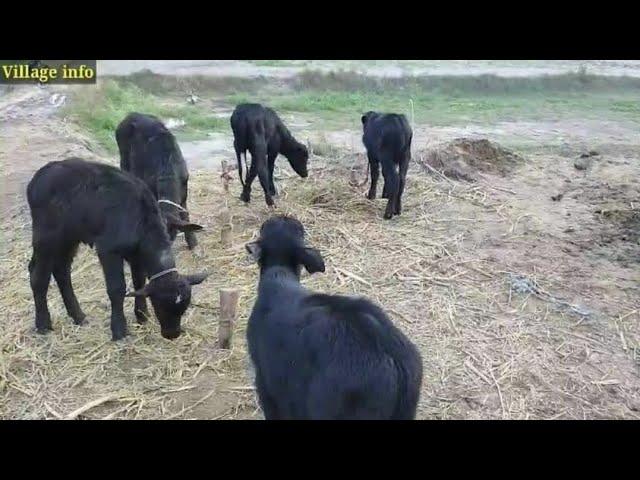 Buffalo Farming in Pakistan || Dairy Farming Business in Pakistan || Village Info