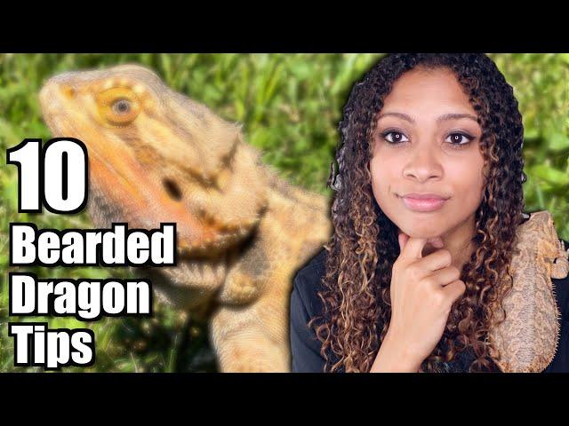 What I Wish I Knew Before Getting A Bearded Dragon