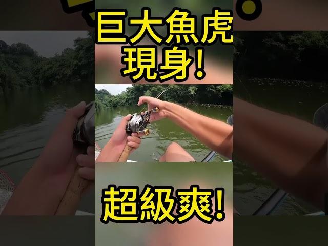 巨大魚虎現身！船被拖著跑！