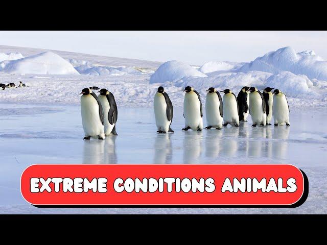 Top 10 Animals That Can Survive Extreme Conditions | Nature’s Ultimate Survivors | UZR Tube