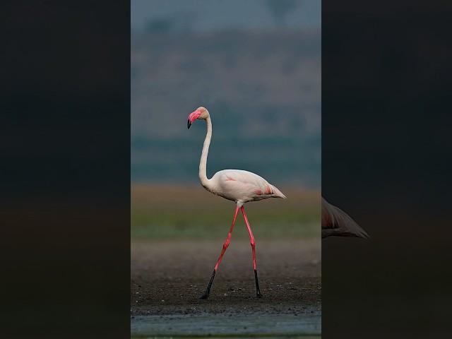 Elegance in every step  Flamingo walk | wildlife photography | #birds #nikon #shorts #wildlife