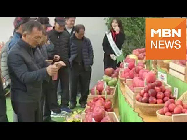 "사과 먹고 예뻐지세요"…서울광장서 '경북 착한사과 페스티벌'