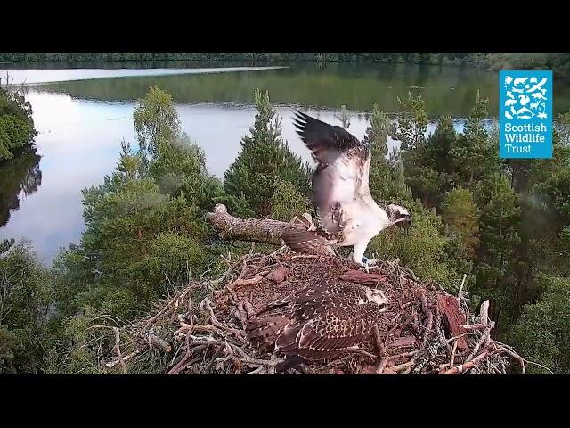 Young Female Osprey Attempts To Fish - (Loch of the Lowes Webcam 2023)