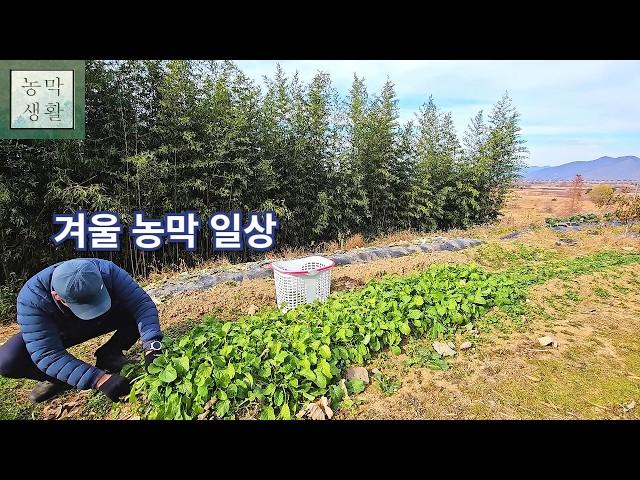 [Garden hut] Winter hut daily life - Harvesting vegetables and a warm day with a cat