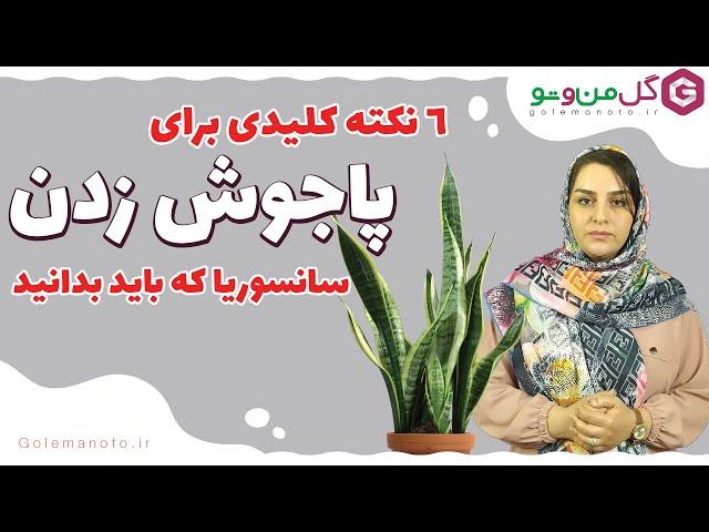 چیکار کنیم سانسوریا پاجوش بزنه؟ 6 نکته کلیدی و مهم که باید بدانید