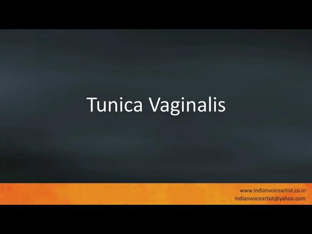 Pronunciation of the word(s) "Tunica Vaginalis".