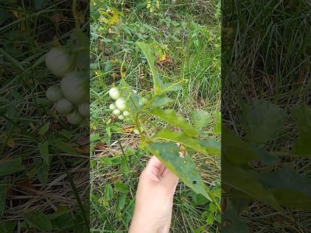 Native Plants: Horse Nettle #resilience #gardening #nativeplants
