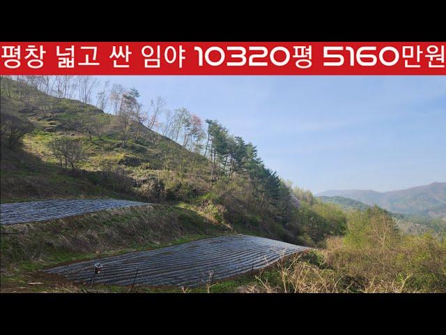 현장매물 브리핑 | 0419-계촌임야 | 평창 방림 임야 10320평 임산물재배 최적지  유실수 식재용 조정가 5160만원 (답사 033 343 8684)