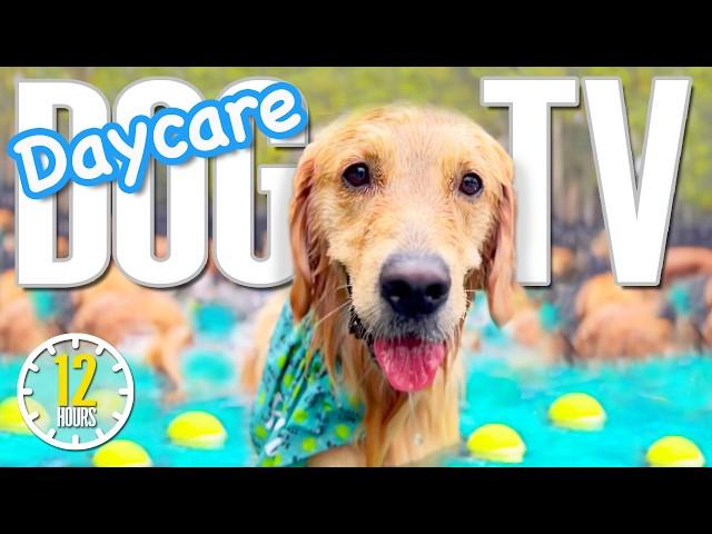 Daycare For Your Dog  Relaxing Dog Music for Separation Anxiety  Dog TV: Soothing Videos for Dogs