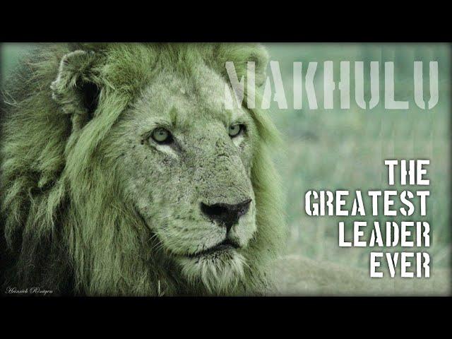 Makhulu Mapogo | The Last King