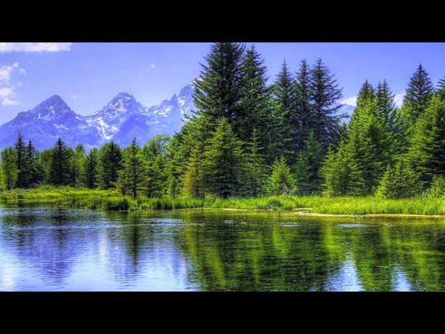Pines On The Shore | John-Andrew Quinn with Doug Scott