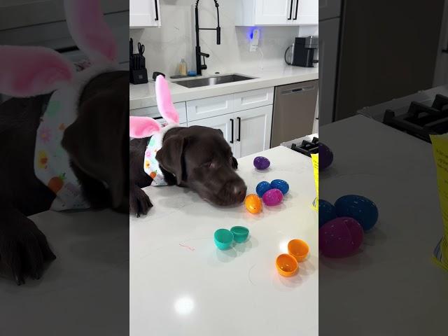 My dog did an Easter egg hunt  #funnydog #labrador #retreiver #puppy #labradorretriever