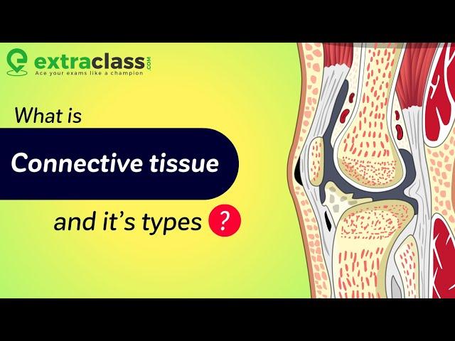 What is Connective Tissue And It’s types? | Biology | Extraclass.com