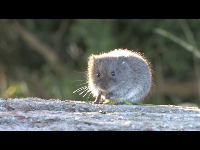 Short-tailed Field Vole - The British Mammal Guide