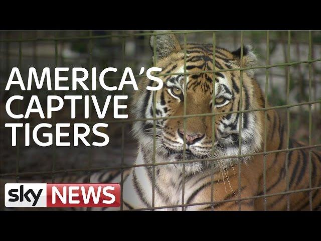 America's Captive Tigers