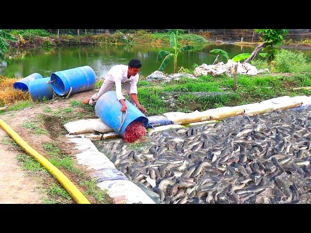 They Gives Lots Of Different Food To Hungry Catfish|| Indian Fish Farming Business